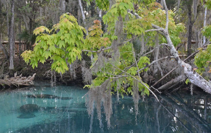Waccasassa Bay Preserve State Park, Florida, USA
